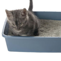 Litter Box Application